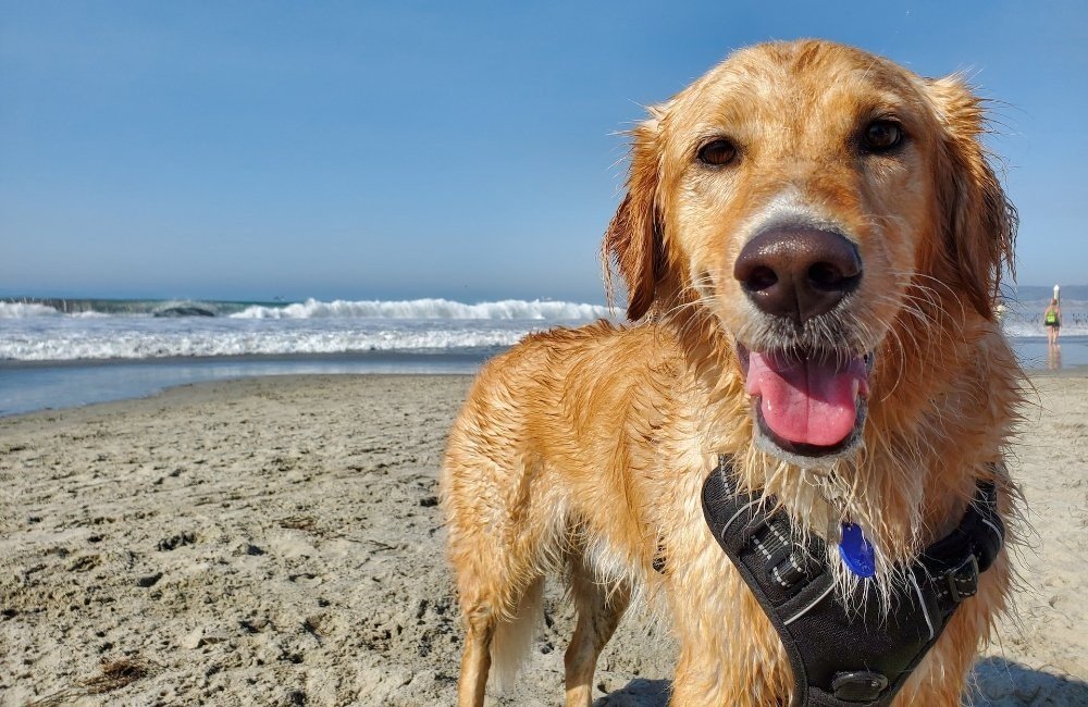 hond chalet huren belgische kust